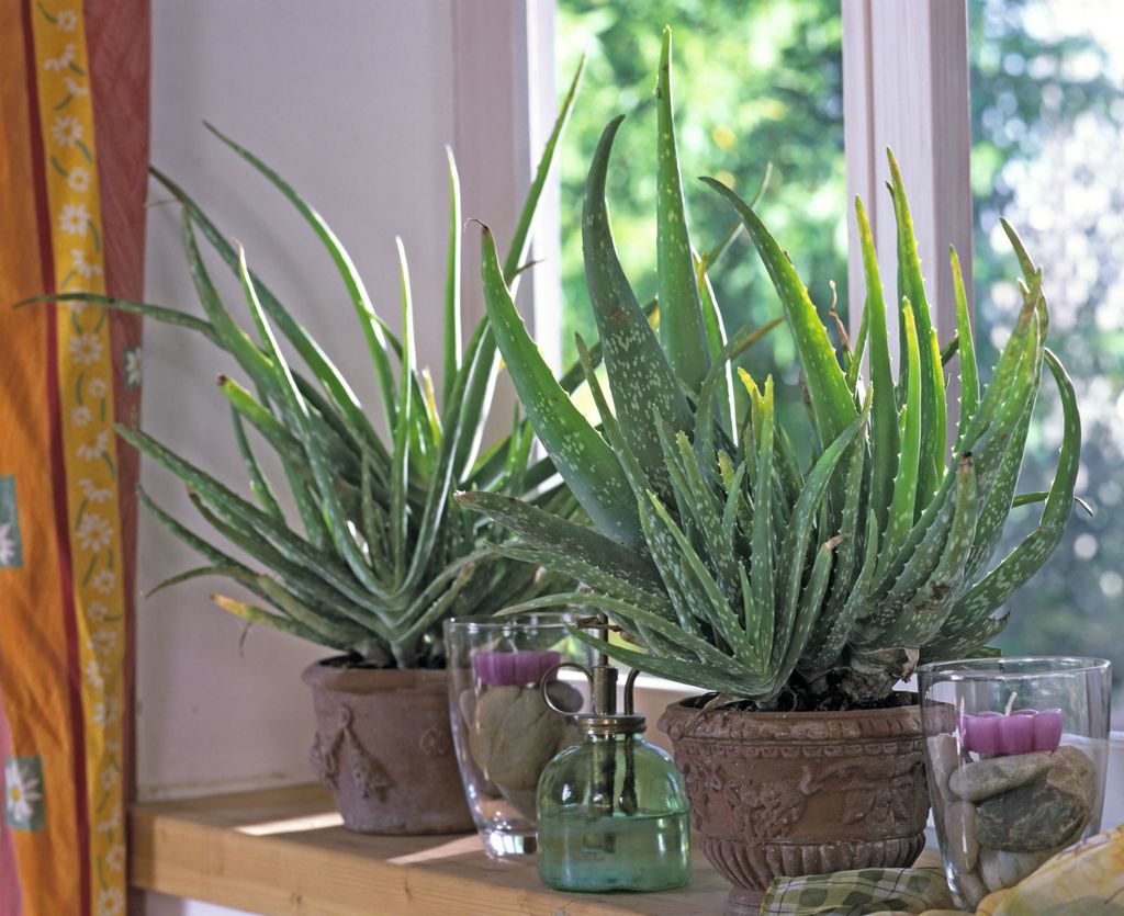 Aloe Vera - 4