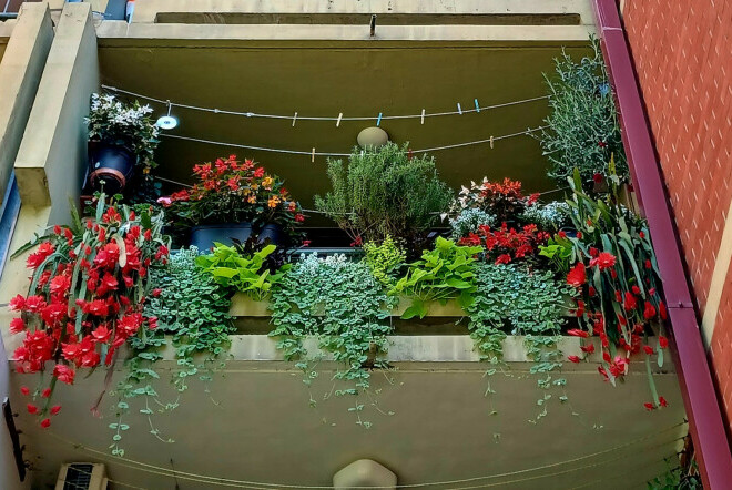 Zagrebački balkon prepun cvijeća zadivljuje prolaznike - 14