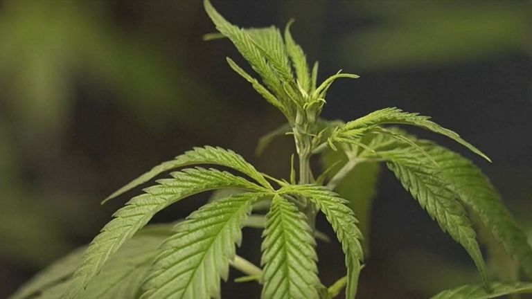 Njemačka želi legalizaciju kanabisa